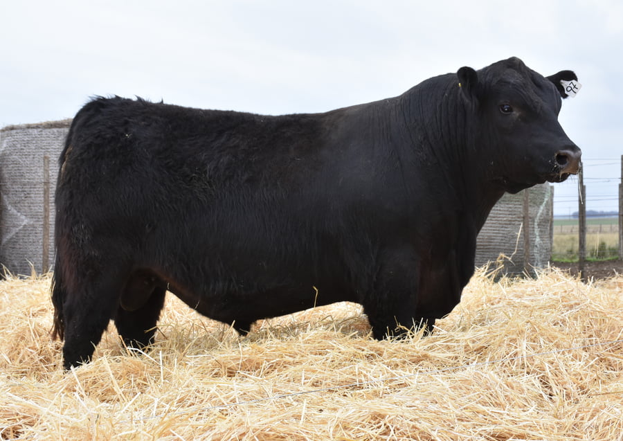Lote TOROS PC