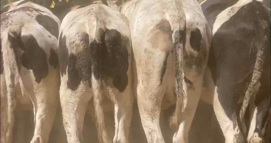 Lote 45 Novillo Gordo en Melipilla, Región Metropolitana