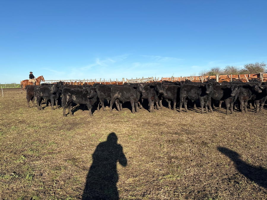 Lote 65 Terneros en Entre Ríos, Villaguay