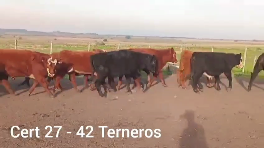 Lote TERNEROS