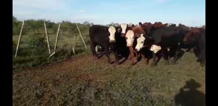 Lote 40 Novillos en Villaguay, Entre Ríos