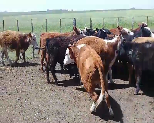 Lote 22 Terneros en Benito Juárez, Buenos Aires