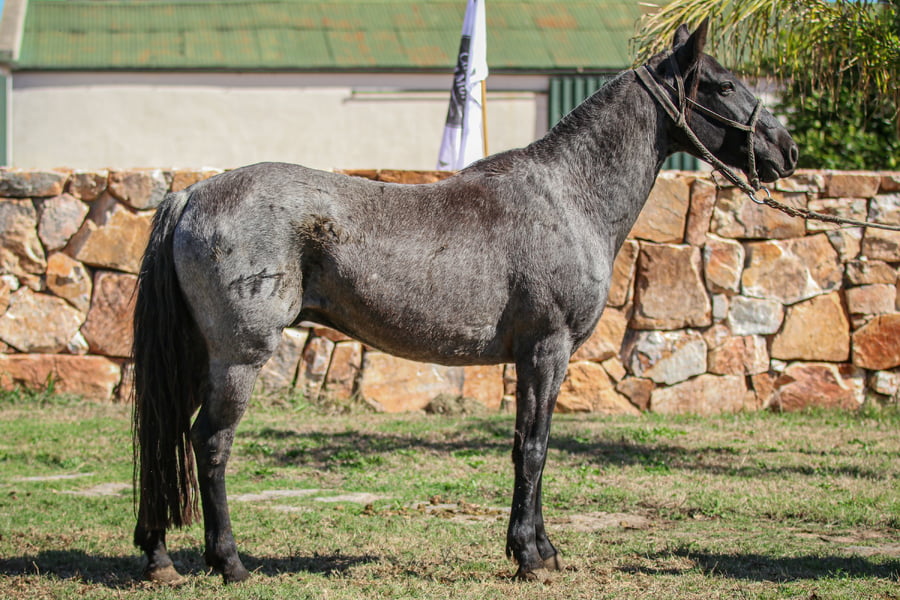 Lote Avati Guaikuru Numa