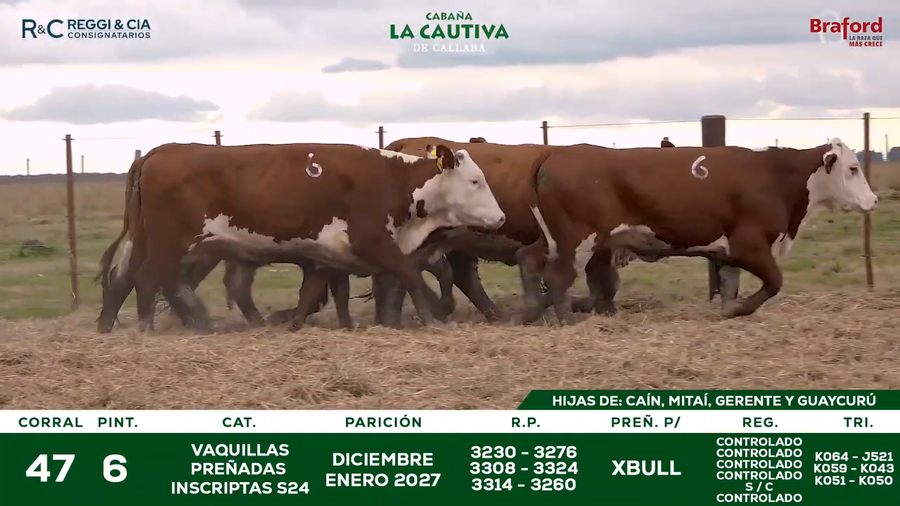 Lote VAQUILLAS BRAFORD  CONTROLADAS PREÑADAS POR IATF 18  Meses. Cabaña La Cautiva