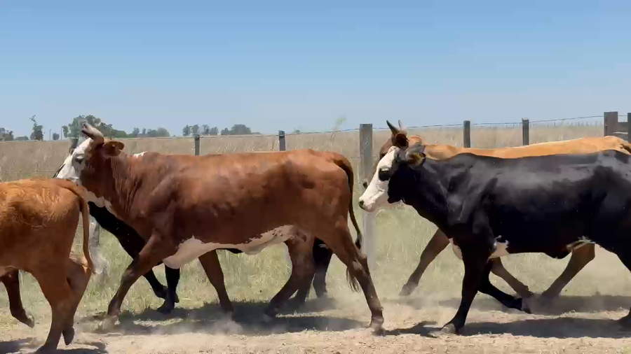 Lote 14 Vaquillonas en Corrientes, Paso de Los Libres