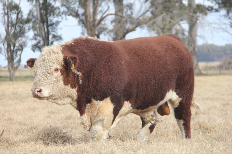 Lote "CHESTER" JOTABE X5011 BAILARIN 154-T/E-