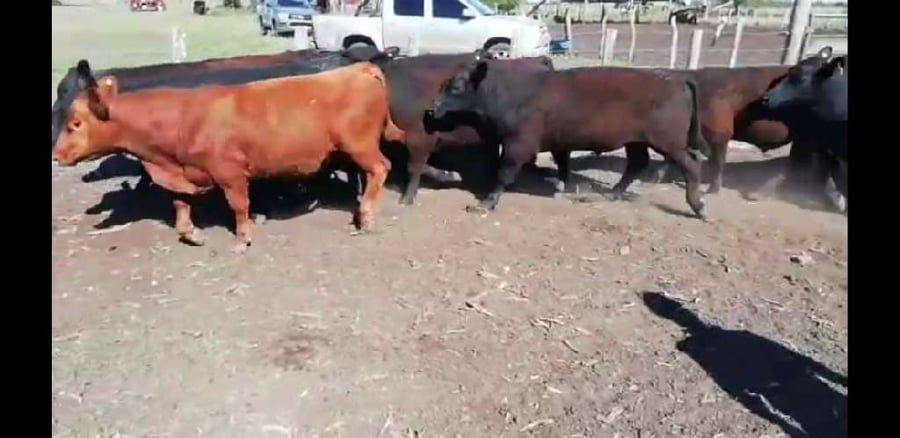 Lote 30 Novillitos en Villaguay, Entre Ríos