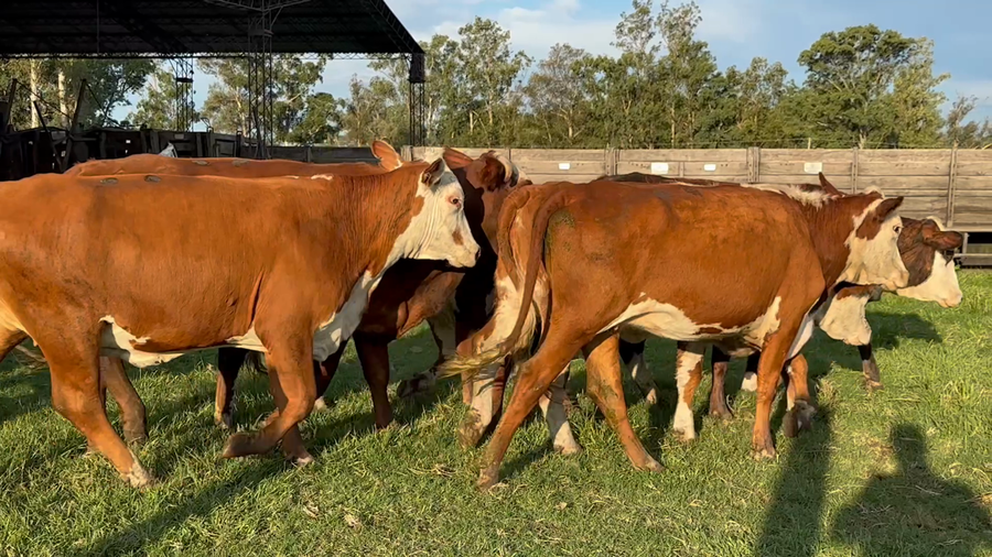 Lote 10 Vaquillonas C/ gtia de preñez