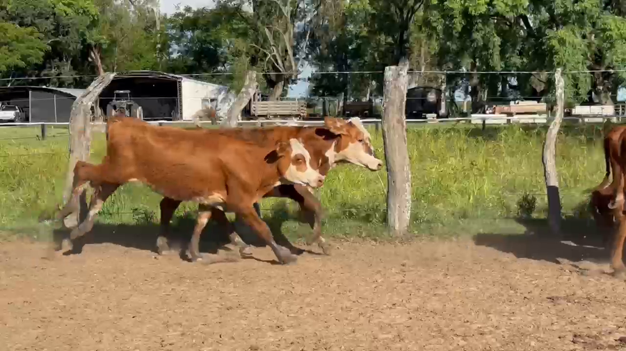 Lote 120 Terneras en Corrientes, Paso de Los Libres