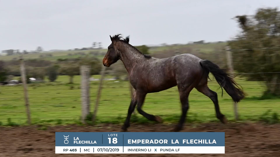 Lote EMPERADOR LA FLECHILLA