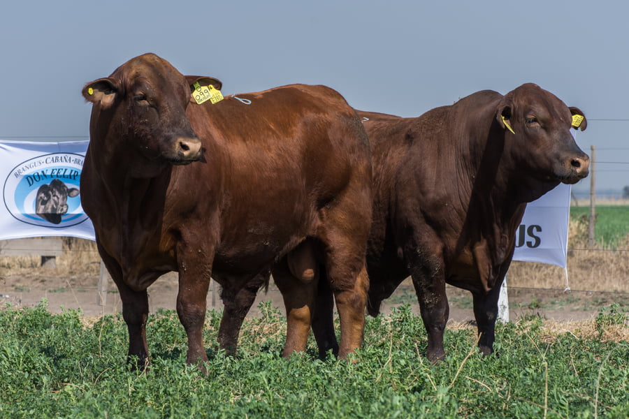 Lote Corral  26/27 - CABAÑA DON FELIPE