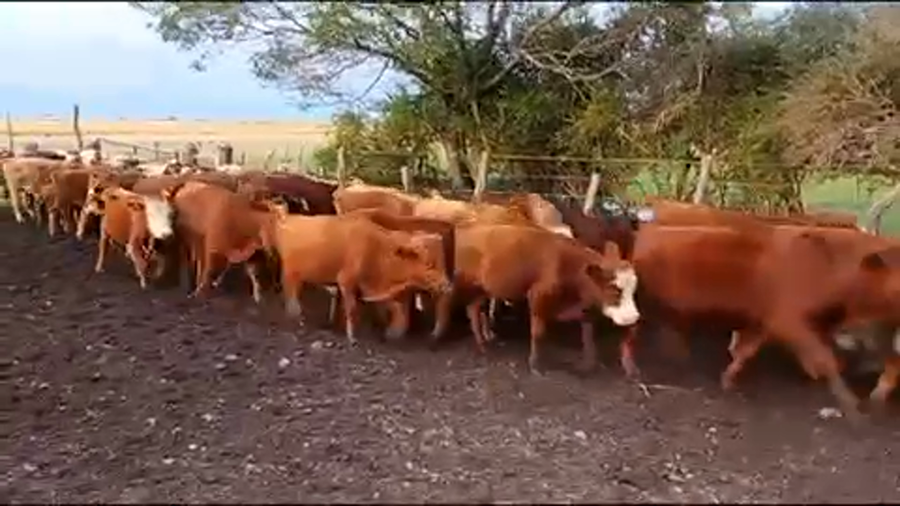 Lote 80 Terneros en Mercedes, Corrientes