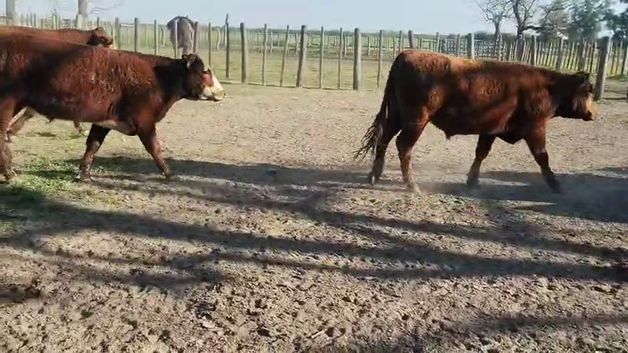 Lote 55 Novillos en Entre Ríos, Gualeguay