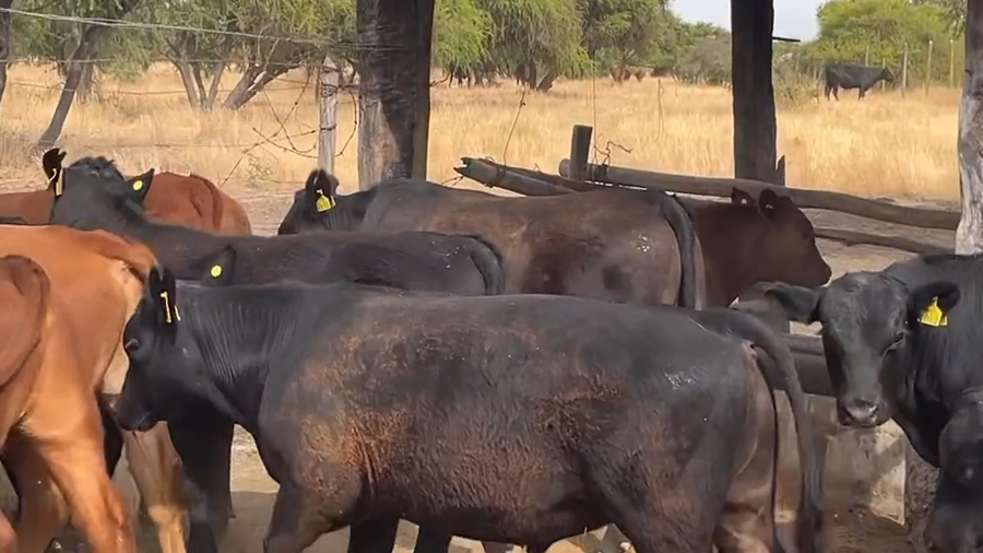 Lote 17 Novillo Engorda en San Pedro, Región Metropolitana