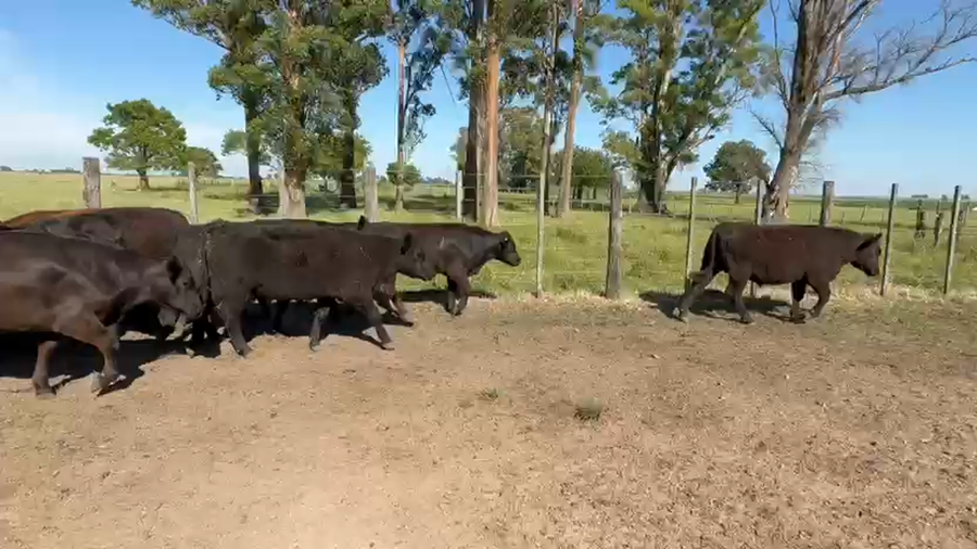 Lote 110 Terneros