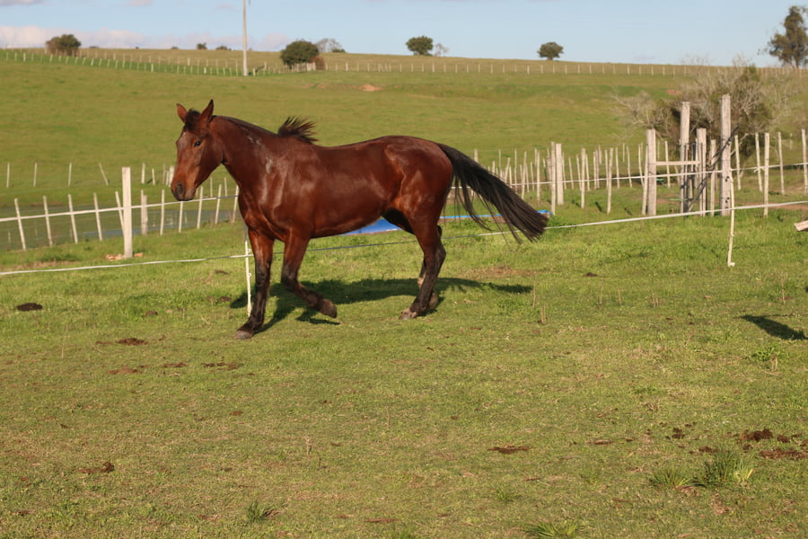 Lote SANTA GLORIA SANGRE FRIA