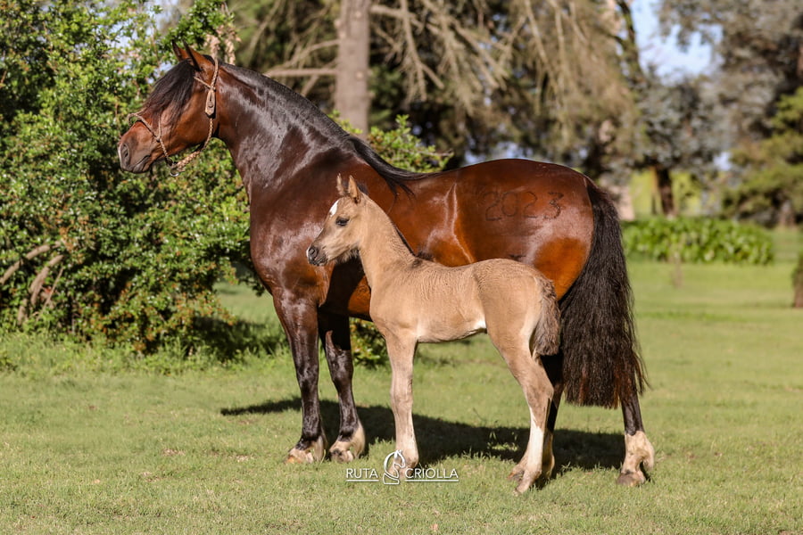 Lote Ñandu Manzanilla
