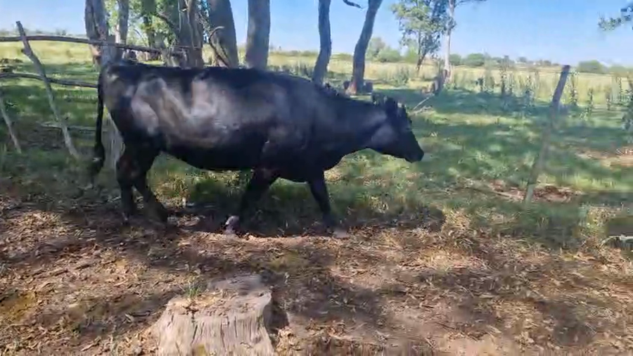 Lote Vaca a remate en Ultima pantalla del año - Escritorio Camy 470kg - , San José