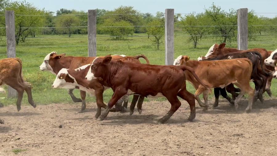 Lote 120 Terneras en Corrientes, Mercedes