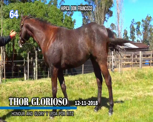 Lote THOR GLORIOSO
