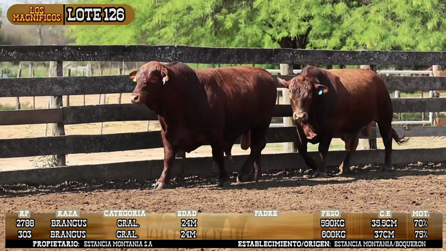 Lote LOTE 126