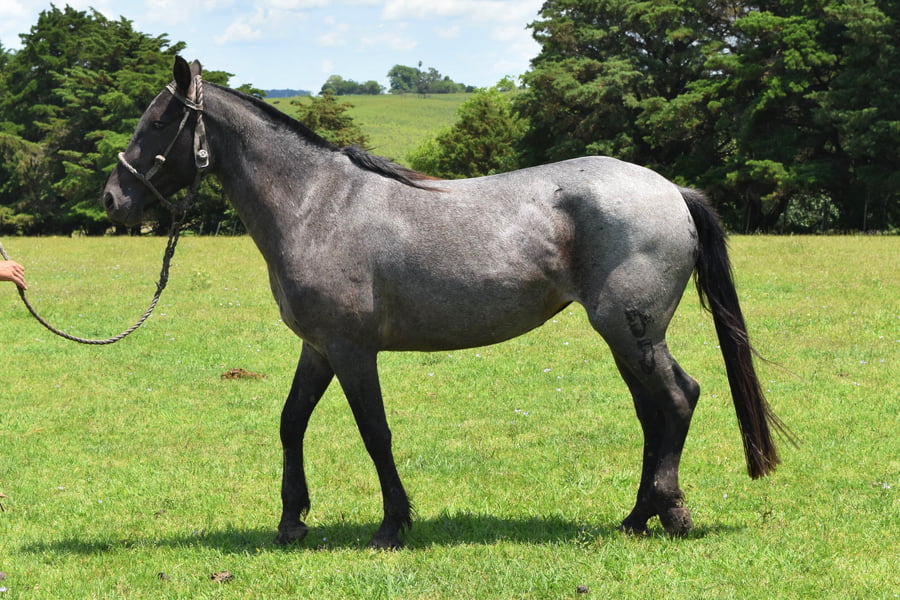 Lote RP 39 - MATASIETE MARIA