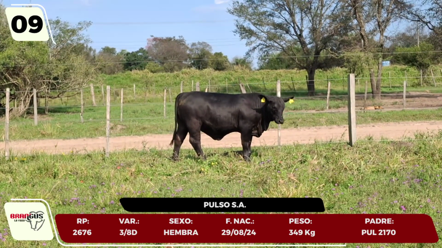 Lote LOTE 9 - JUNIOR