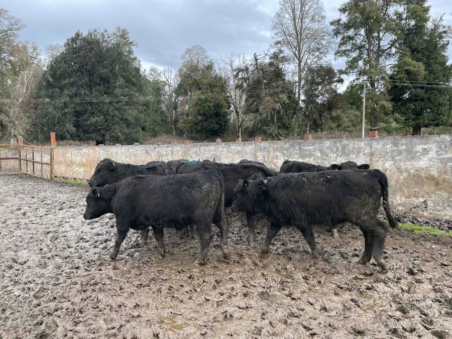 Lote 30 Ternero en La Unión, XIV Región Los Ríos