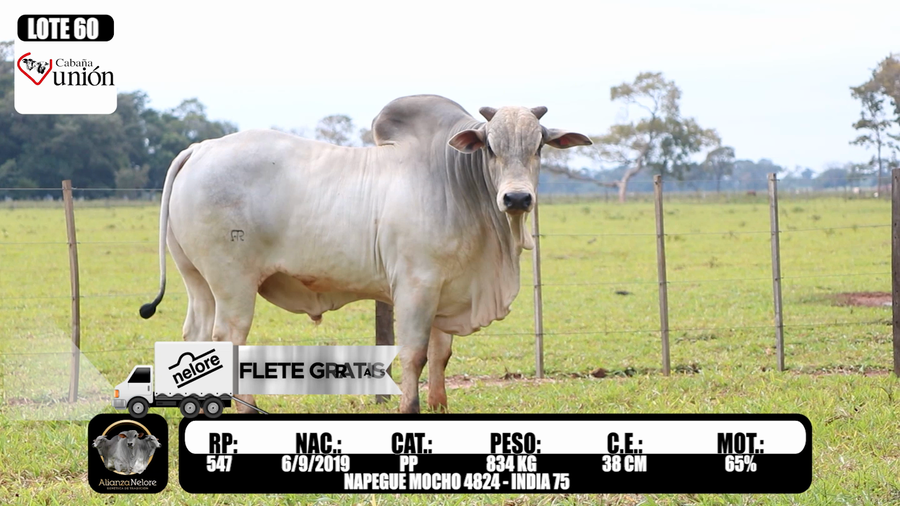 Lote LOTE 60  RP 547