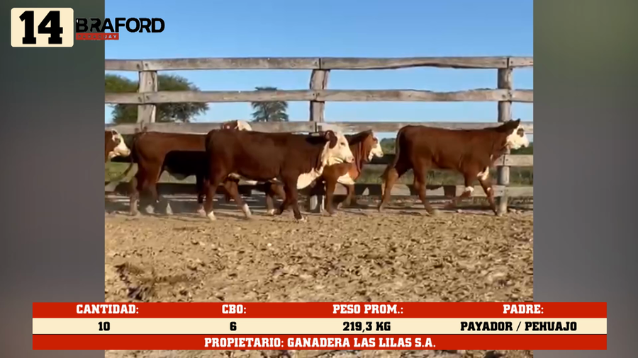 Lote LOTE 14