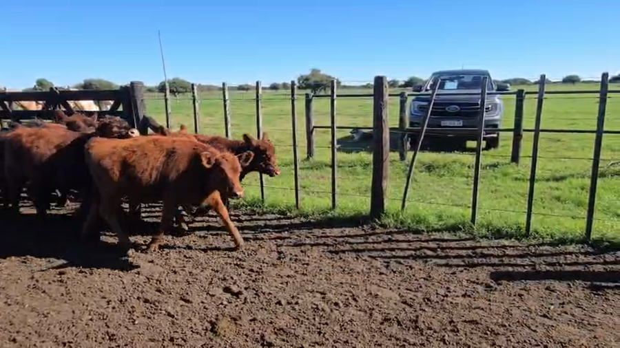 Lote 28 Terneras