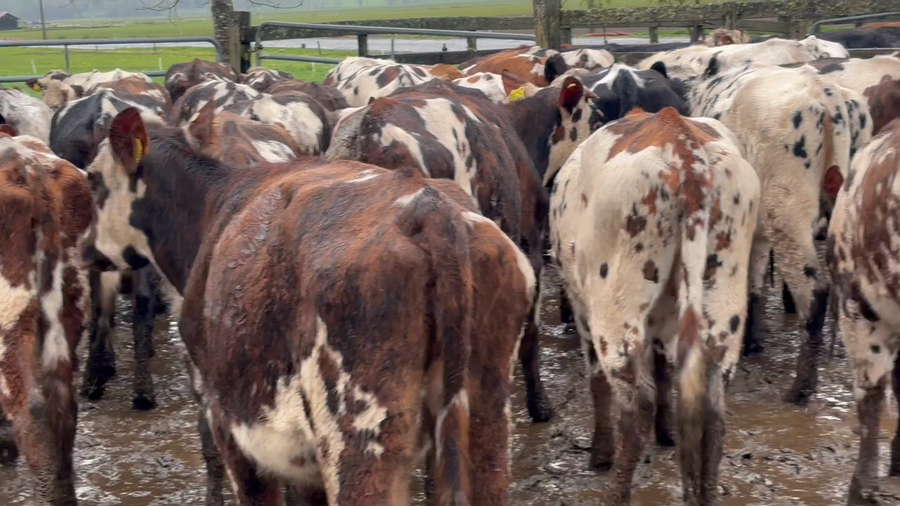 Lote 54 Vaquilla Engorda en Paillaco, XIV Región Los Ríos