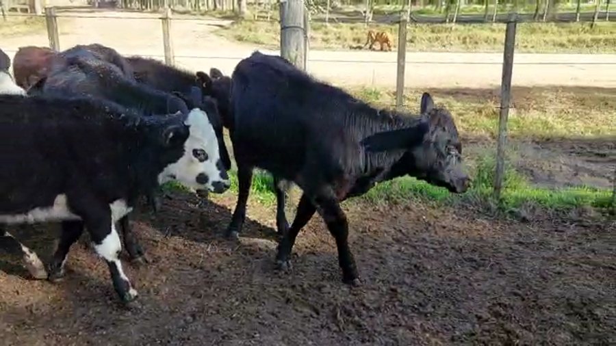 Lote 9 Terneras a remate en PANTALLA CAMY 160kg - , San José