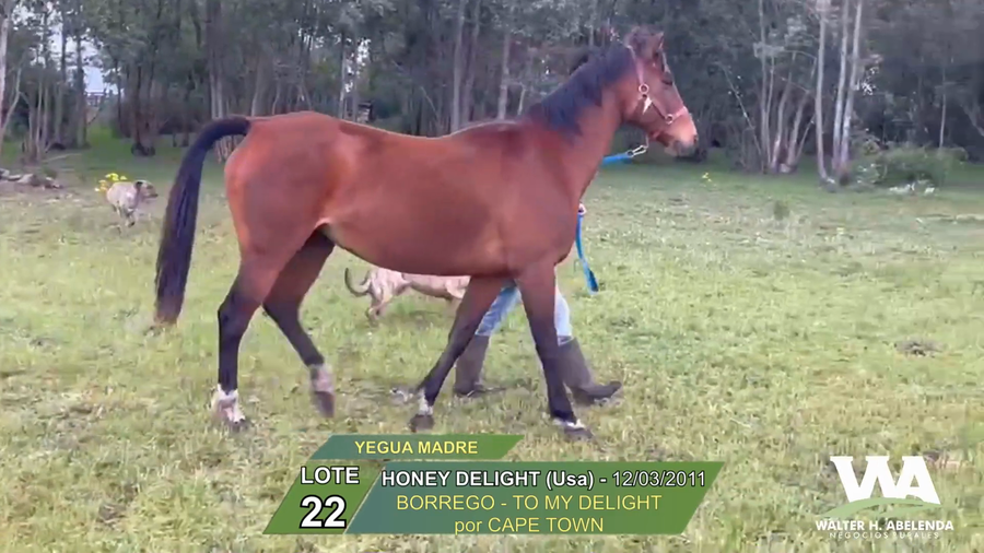 Lote HONEY DELIGHT (Usa)