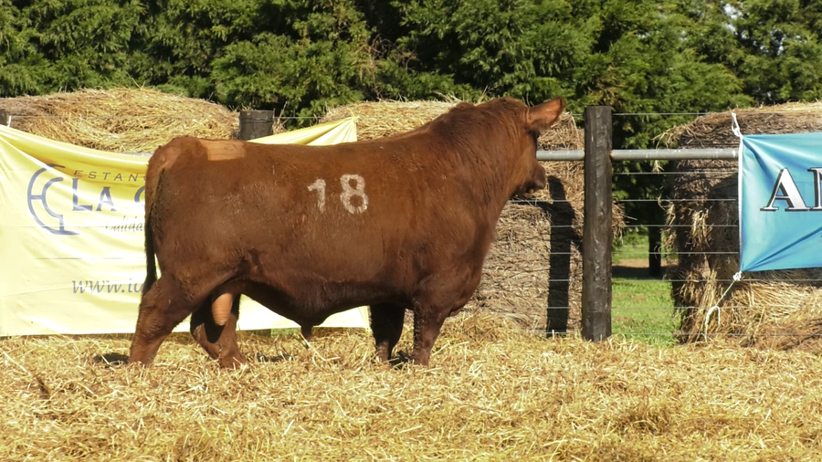 Lote TOROS ANGUS PURO CONTROLADO