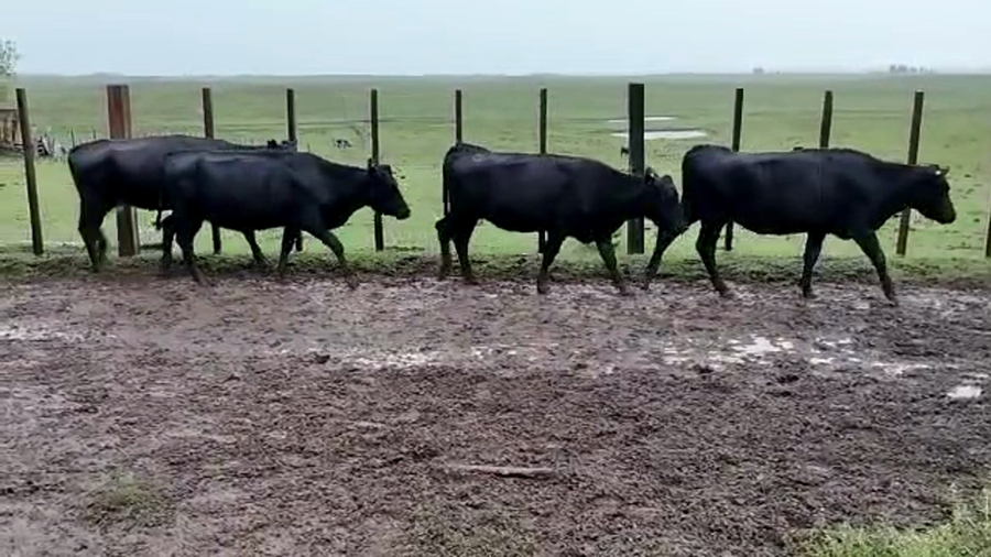 Lote 72 Vientres preñados en Rivera