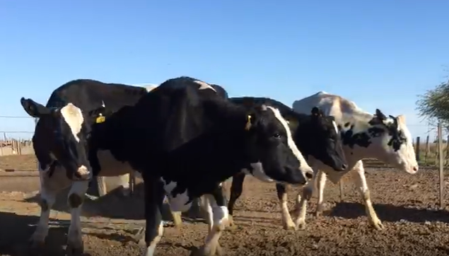 Lote 5 Vaquillonas en Las Rosas, Santa Fe