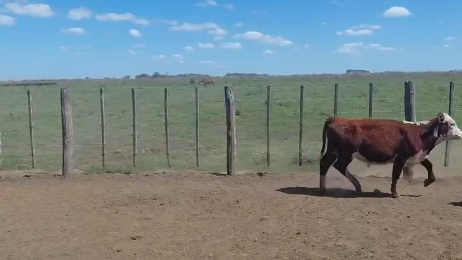 Lote 172 Terneras
