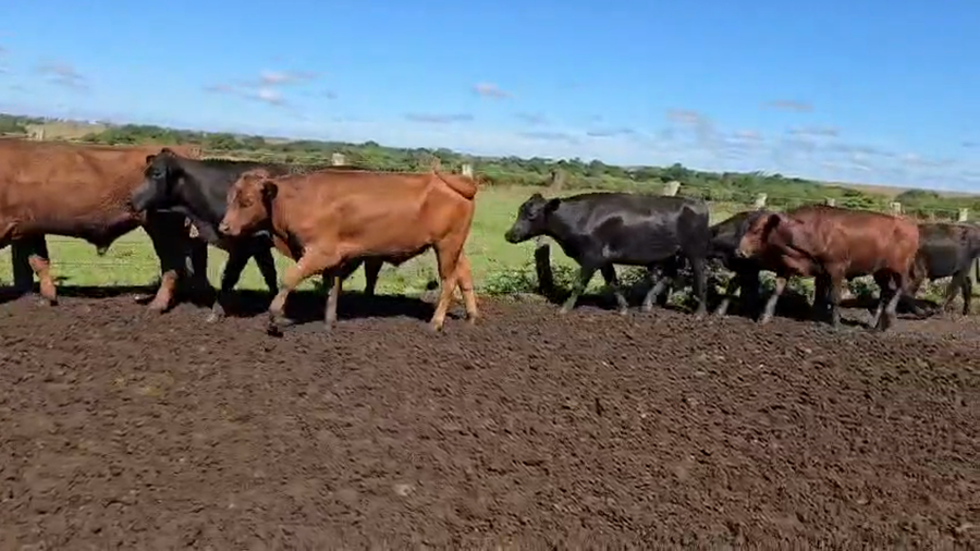 Lote 45 Novillitos/Novillos