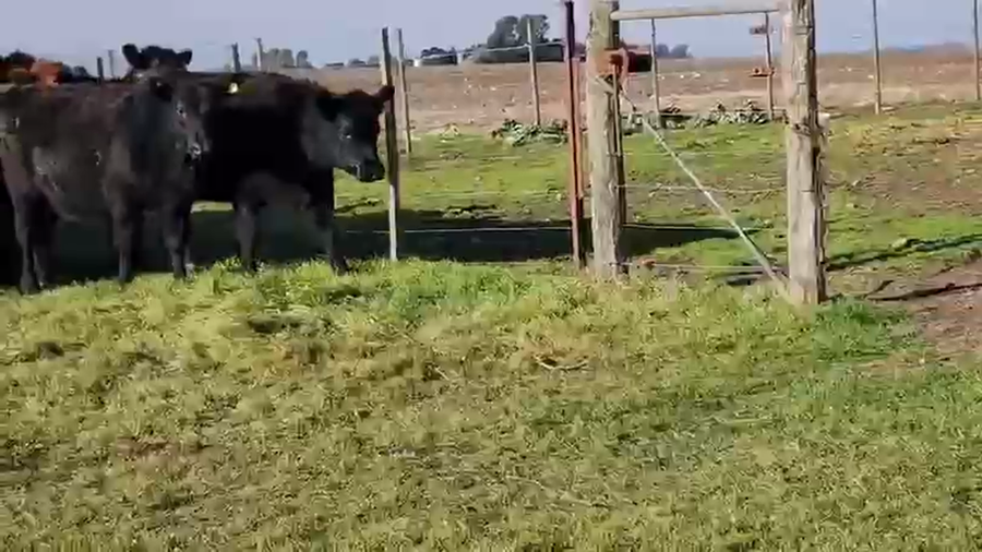 Lote 78 Terneras en Buenos Aires, De la Garma