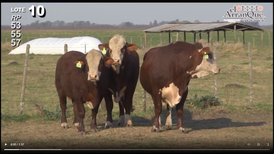 Lote 3 Toros Braford - Santa Anita, Entre Rios