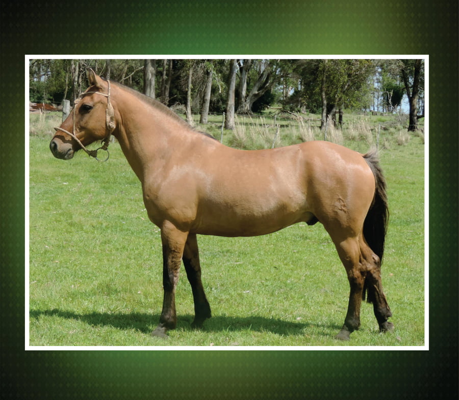 Lote GATEADO PURO POR CRUZA