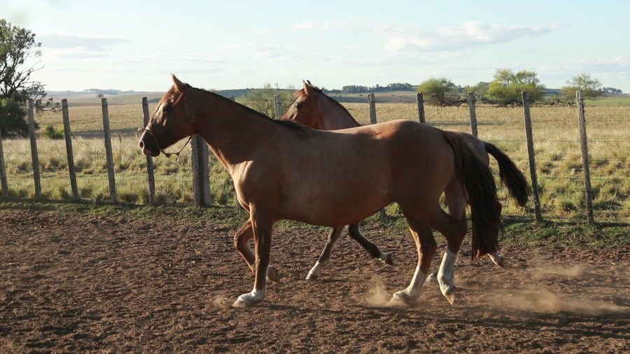 Lote Muchacha ESPARTILLO
