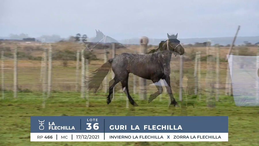 Lote GURI LA FLECHILLA