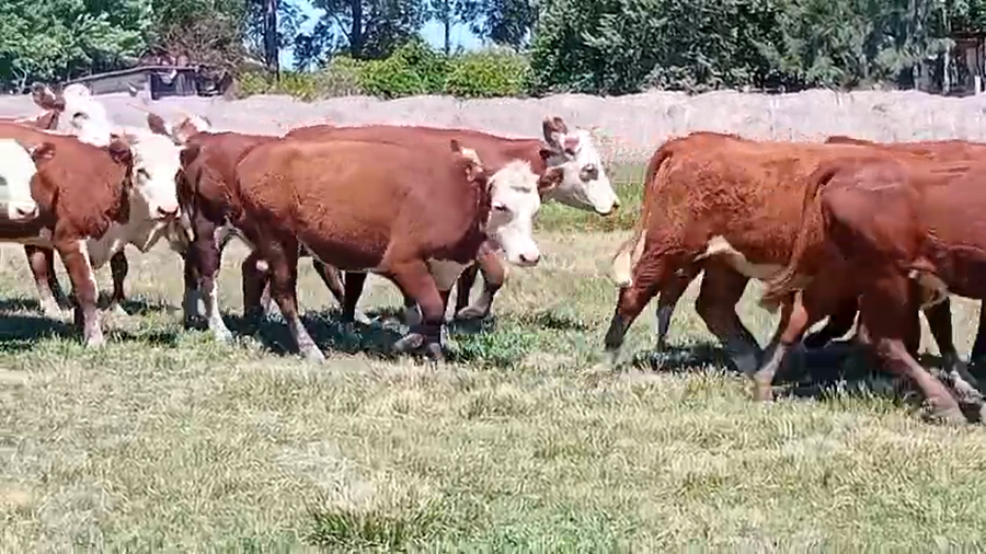 Lote 17 Vientres preñados en Corrientes, Curuzú-Cuatiá
