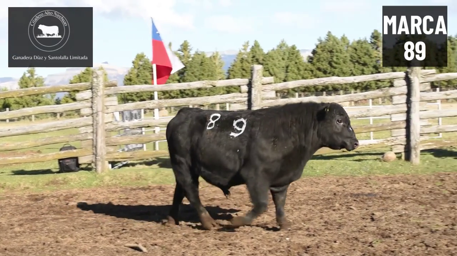 Lote 1 Toro