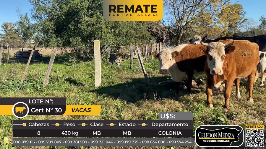 Lote 8 Vacas de Invernada en La Horqueta, Colonia