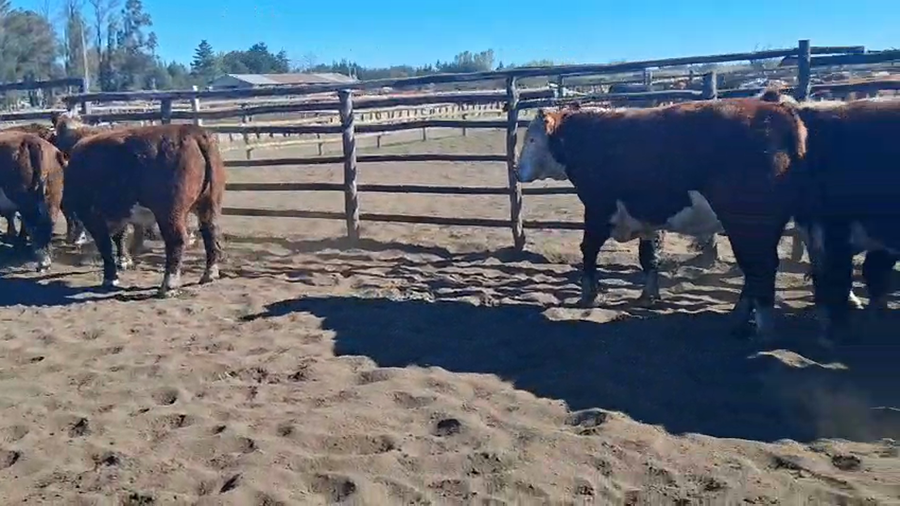 Lote 20 Novillo Gordo en Cabrero, VIII Región Biobío