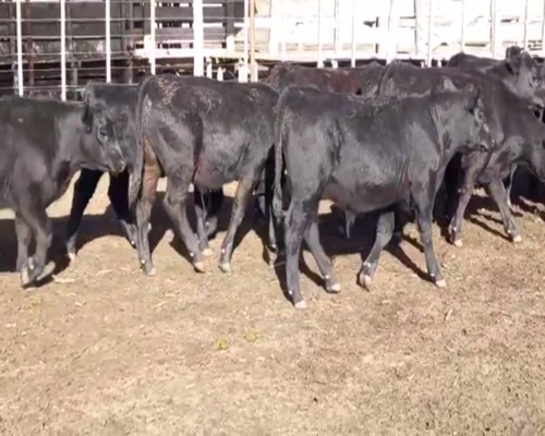 Lote 70 TERNS. MACHOS, EN CNEL. SUAREZ, PCIA.DE BS. AS.