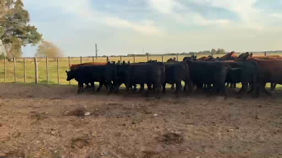 Lote 28 Vaquillonas C/ gtia de preñez